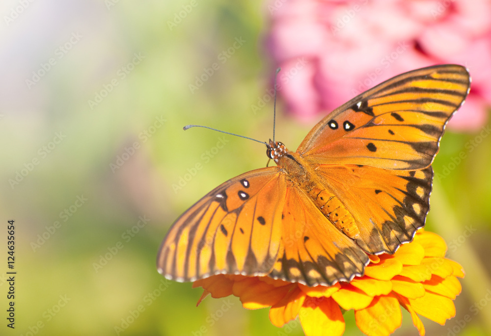 Dorsal view of an orange, silver and black Gulf Fritillary butterfly in its natural environment Dorsal view of an orange, silver and black Gulf Fritillary butterfly in its natural environment