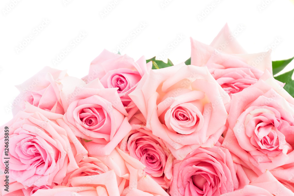 Pink blooming fresh roses border isolated on white background Pink blooming fresh roses border isolated on white background