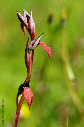 Tongue Orchid Serapias strictiflora flowers over a weed green background