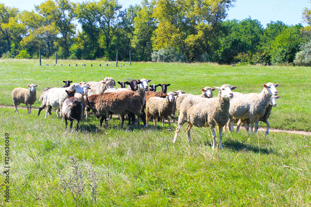 Fototapeta premium Flock of sheep