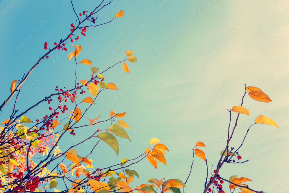 Colorful fall tree leafs against sky, vintage background  - obrazy, fototapety, plakaty 