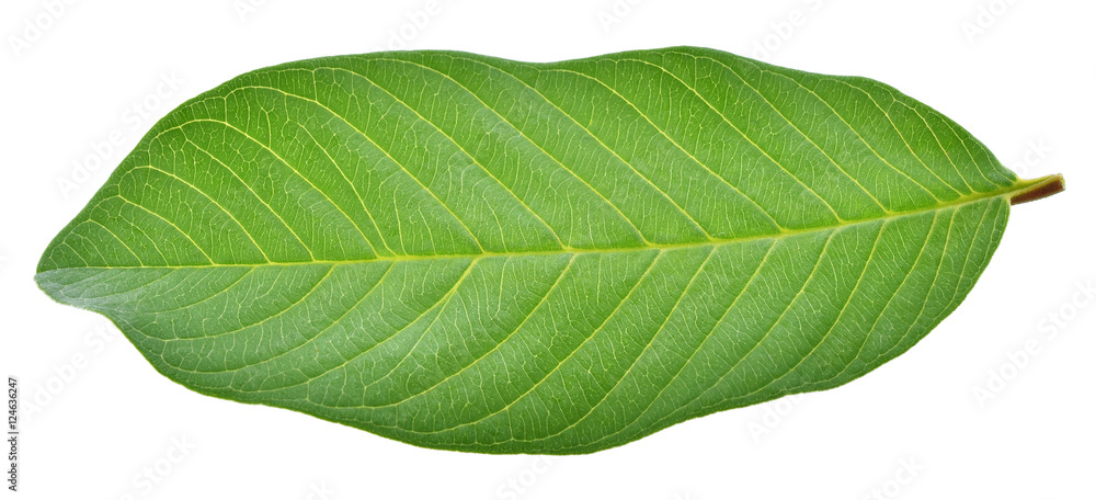 Obraz premium Leaves
