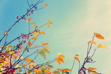 Colorful fall tree leafs against sky, vintage background 