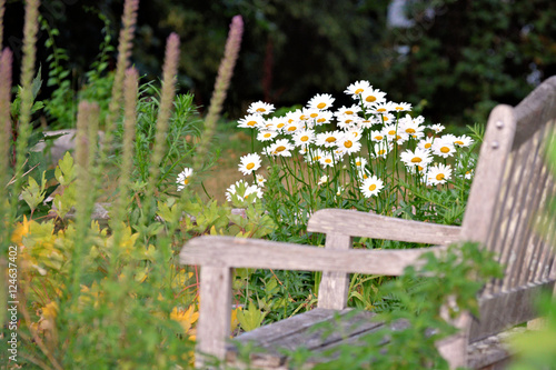 Fototapeta Naklejka Na Ścianę i Meble -  Inviting grey wooden bench in the garden with shasta daisies in the background