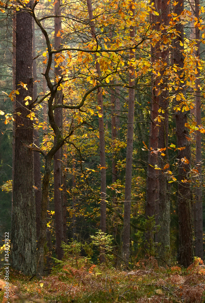 Obraz premium Autumn forest