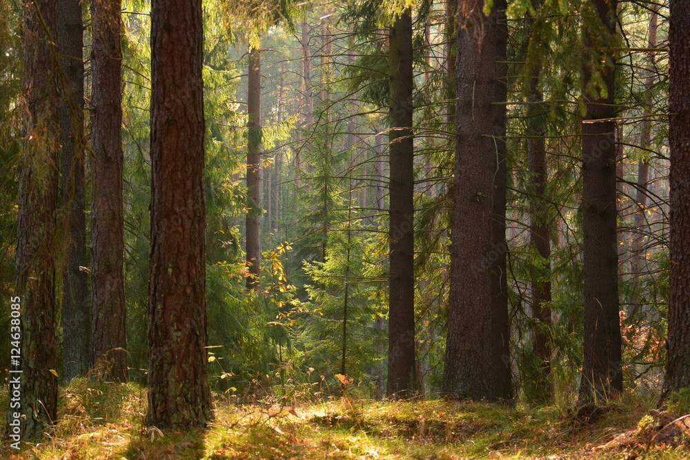 Obraz premium Autumn forest