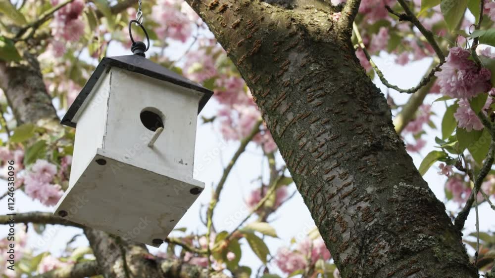 A birdhouse hanging in a tree full of pink cherry blossoms sways gently in the spring breeze. 4k. A birdhouse hanging in a tree full of pink cherry blossoms sways gently in the spring breeze. 4k.