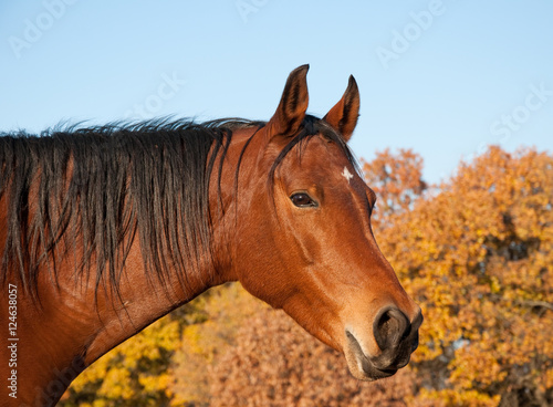 Red bay Arabian horse against trees in fall colors and clear blue skies © pimmimemom