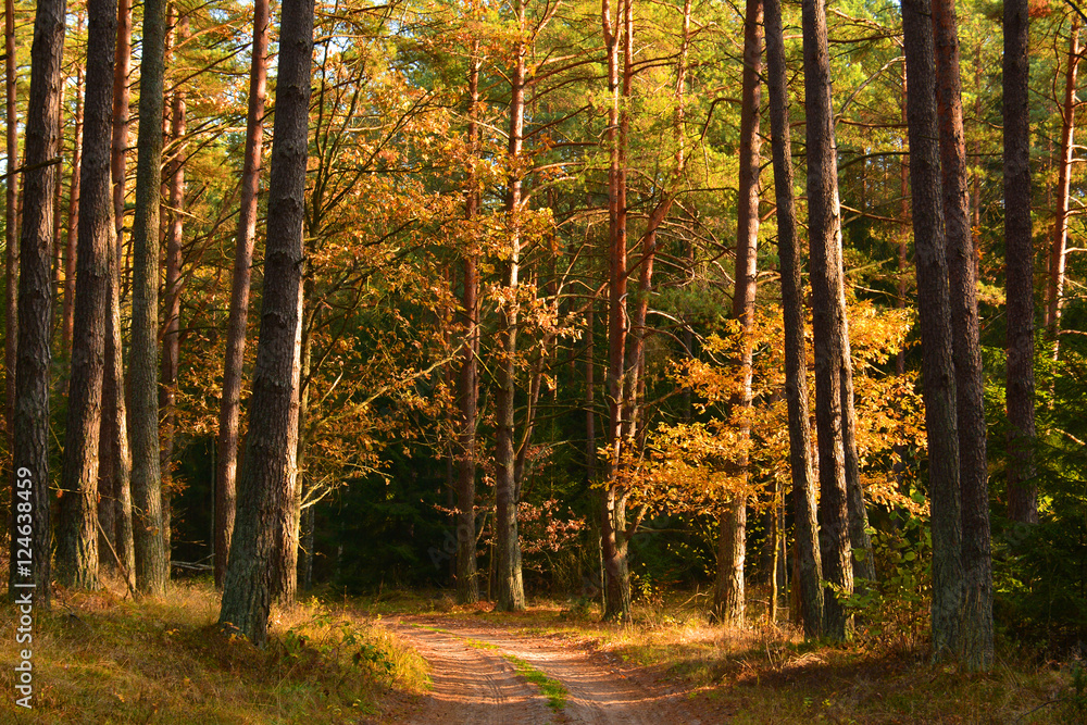 Fototapeta premium Dirt road in autumn forest