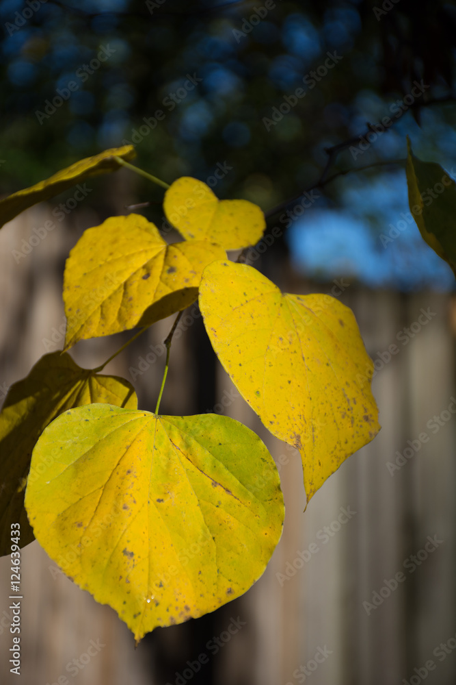 Obraz premium Autumn colors