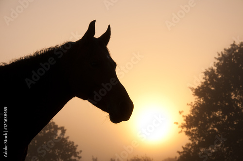 Beautiful image of an Arabian horse's head as a silhouette against foggy morning sunrise