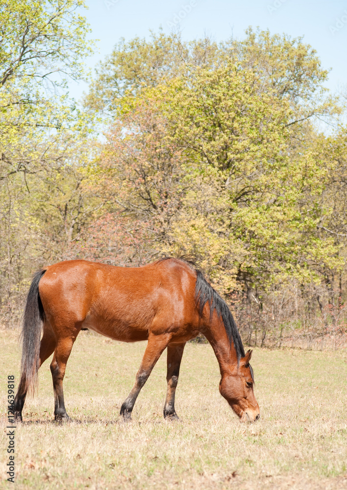 Red bay horse in early spring pasture