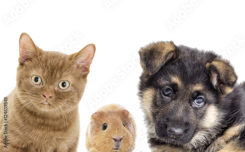 Puppy and kitten and guinea pig