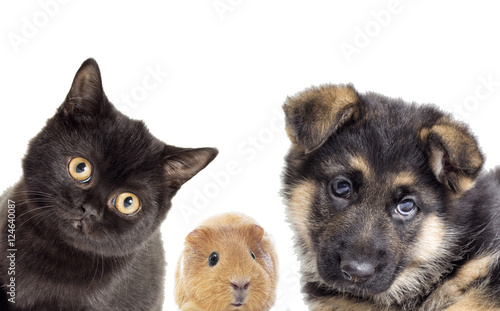 Puppy and kitten and guinea pig