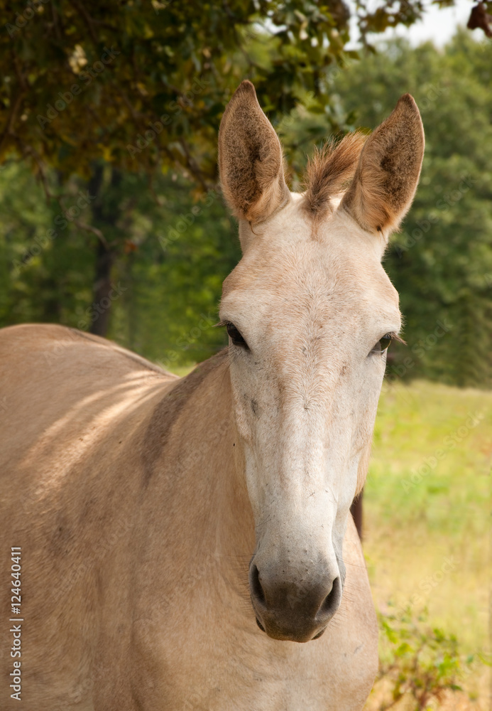 Beautiful molly mule watching with an alert expression Beautiful molly mule watching with an alert expression