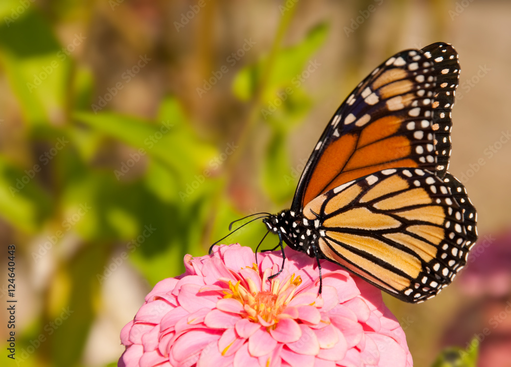 Fototapeta premium Danaus plexippus, migrating Monach butterfly feeding on a flower