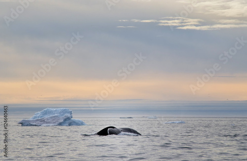 Wal vor Ilulissat