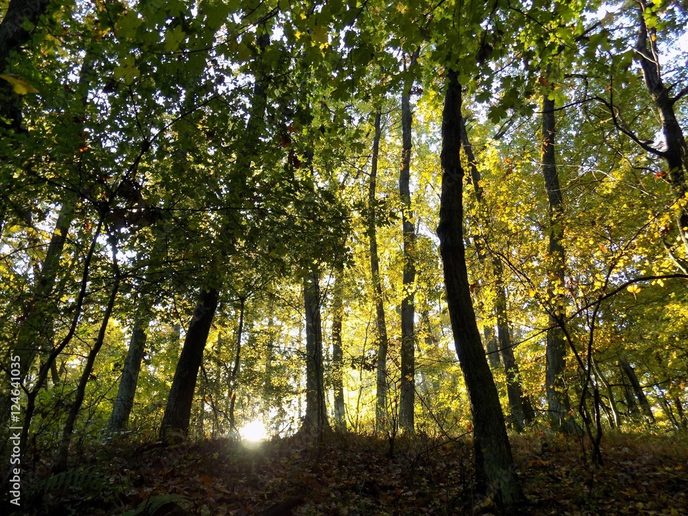 Fototapeta premium Colorful leaves on deciduous trees in park during autumn and lighting sun during sunrise