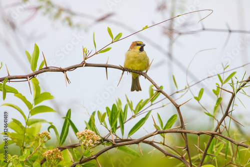 Plain backed Sparrow standing on branch photo