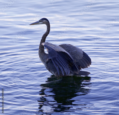 Beautiful isolated picture with a great blue heron standing in the water