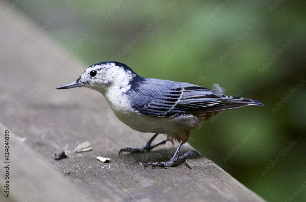 Isolated photo of a white-breasted nuthatch bird Isolated photo of a white-breasted nuthatch bird