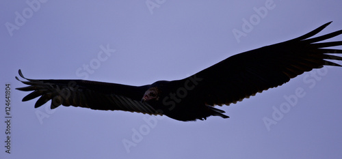 Background with a vulture in the sky