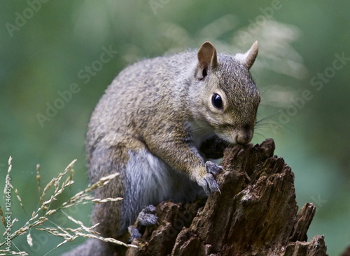 Beautiful image with a cute funny squirrel on a stump