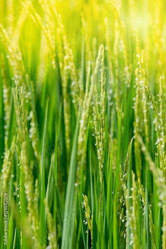 Green rice in the field rice in the Morning