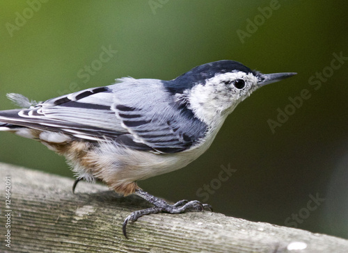 Beautiful isolated picture of a white-breasted nuthatch bird
