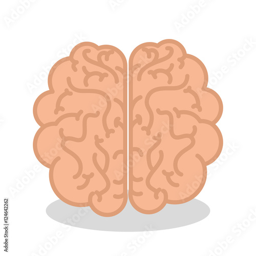 brain human organ isolated icon vector illustration design