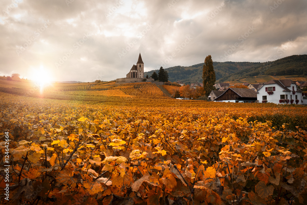 Obraz premium Vignoble d'alsace et vignes en automne