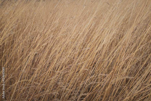fall grasses bend in the breeze