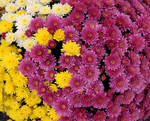 flowerbed made from colorful oxeye daisy (Chrysanthemum leucanthemum)