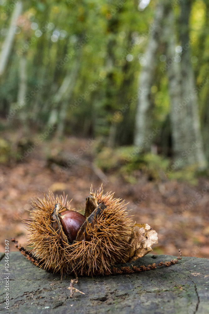 Chestnut Chestnut