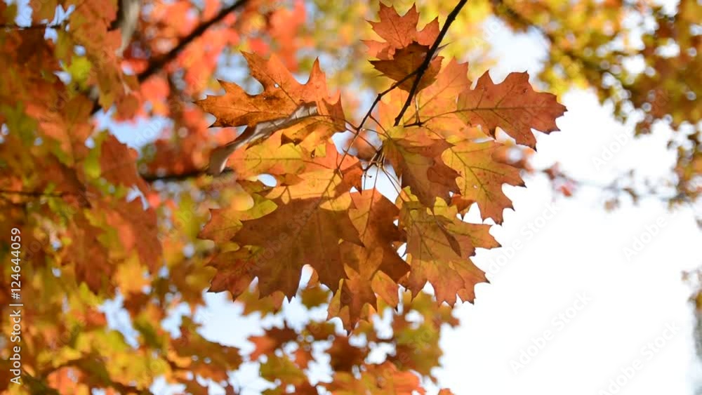 00:02 | 00:11
1×
Autumn leaves close up over blurred background 00:02 | 00:11
1×
Autumn leaves close up over blurred background