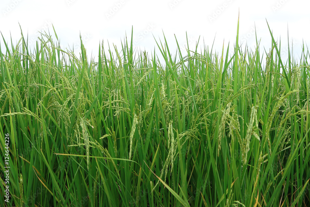 Rice field Rice field