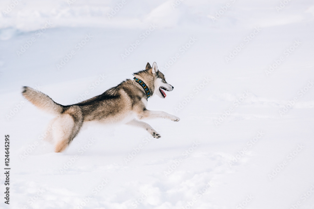 Naklejka premium Young Husky Dog Play, Run Outdoor In Snow, Winter