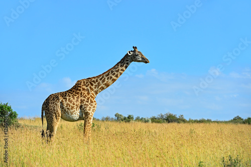 African Giraffes in the savannah