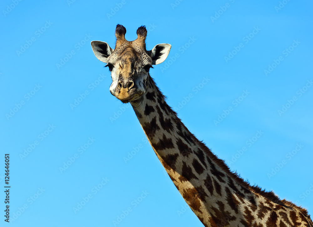 Fototapeta premium African Giraffes in the savannah
