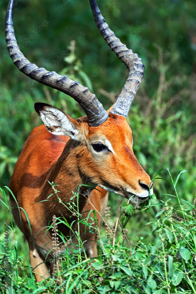 Naklejka premium Antelope Impala in the bush