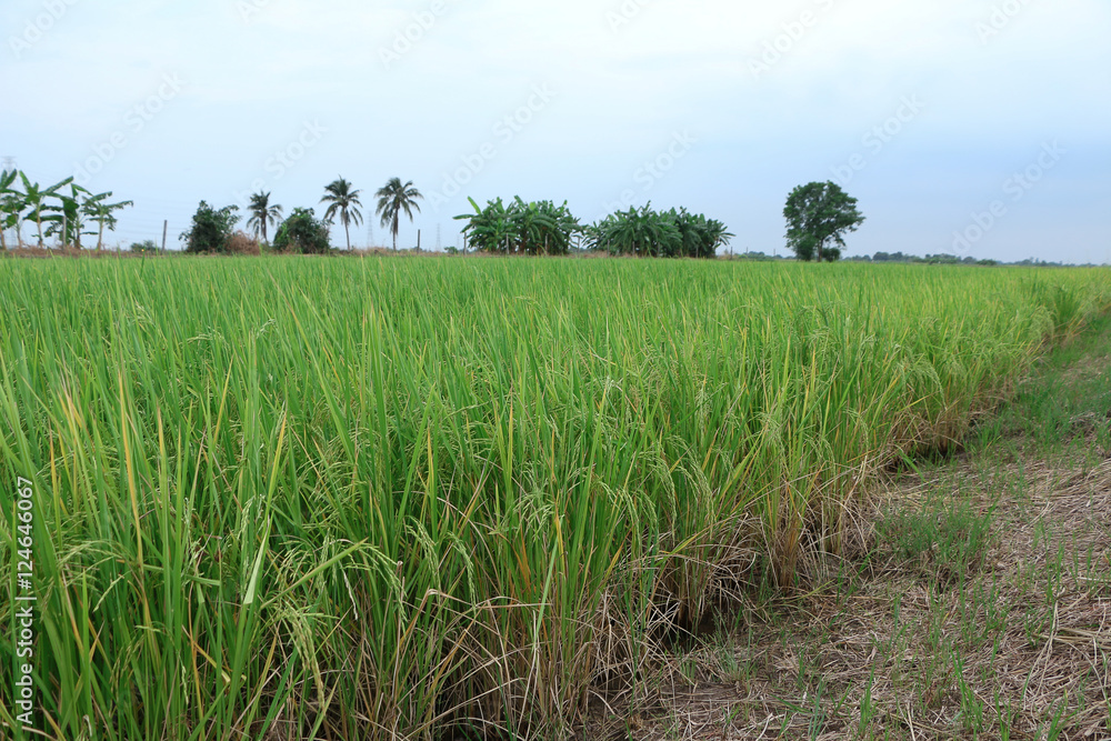 Obraz premium Rice field