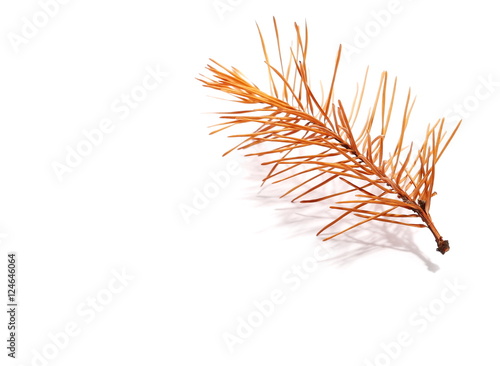 yellow dry pine twigs isolated on white background