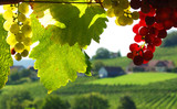 reife Weintrauben in rot und weiß vor herrlichem Weinberg