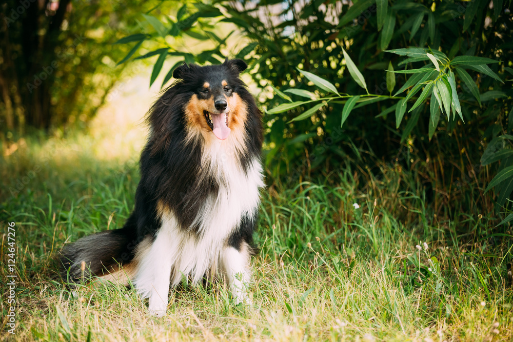 Staring To Camera Tricolor Scottish Rough Long-Haired Collie Lassie