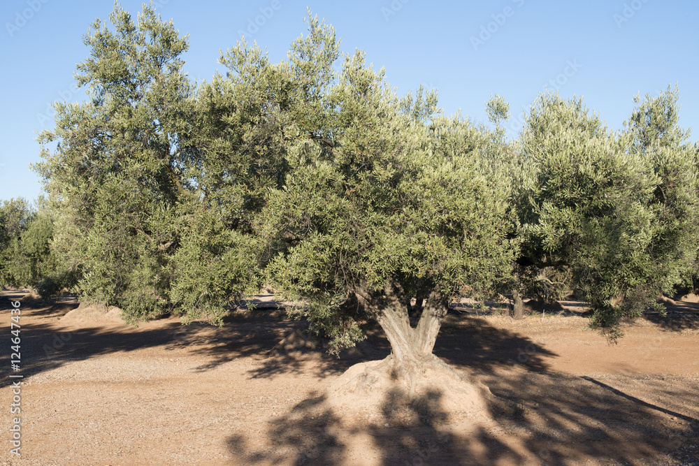 Fototapeta premium Olive trees