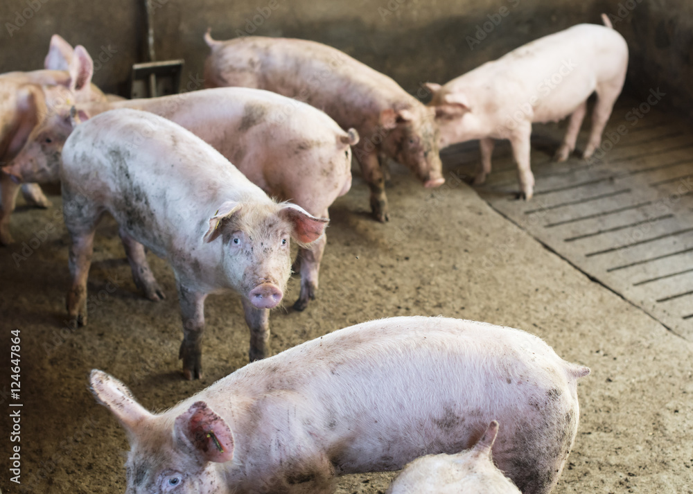 Pigs on a farm Pigs on a farm