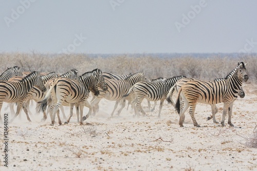 Zebraherde  Equus qugga  wartet am Wasserloch im Etosha Nationalpark