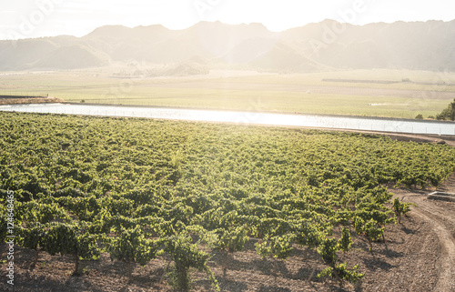 Vineyards and irrigation canal photo