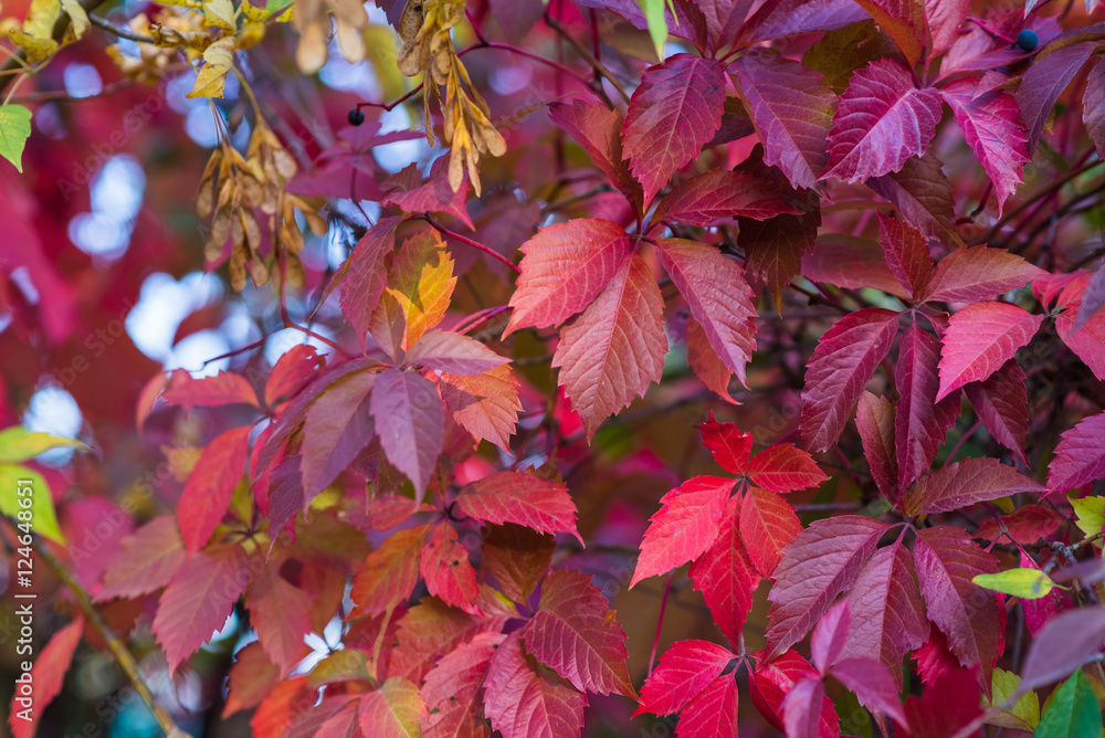 Colourful crimson yellow orange purple autumn leaves background. Natural backdrop Colourful crimson yellow orange purple autumn leaves background. Natural backdrop