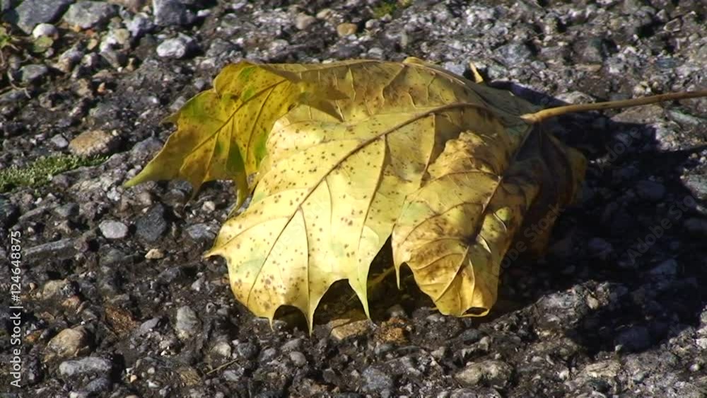 Ein herbstlich gefärbtes Ahornblatt wird vom Wind verweht Ein herbstlich gefärbtes Ahornblatt wird vom Wind verweht